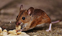 24 Hour & Emergency Exterminators in Sunny Point Military Ocean T, NC